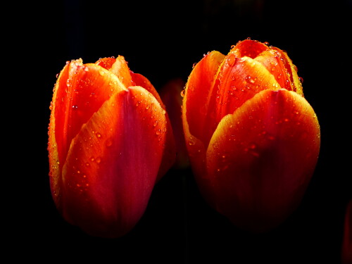 orange-tulpen-am-abend-im-regen-187833a0999fd3ce1e089.jpeg