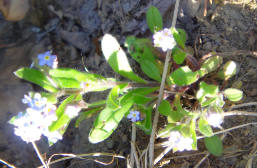 buntes-vergissmeinnicht-myosotis-discolor-pers-18789.jpeg