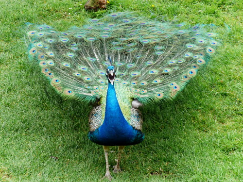 wilhelma-stuttgart-schau-schau-ein-pfau-18825.jpeg