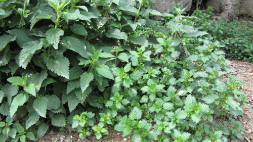 urtica-dioeca-und-urtica-urens-19005.jpeg