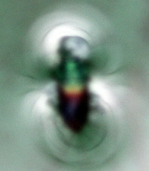 laufkafer-harpalinus-affinis-s-18908.jpeg