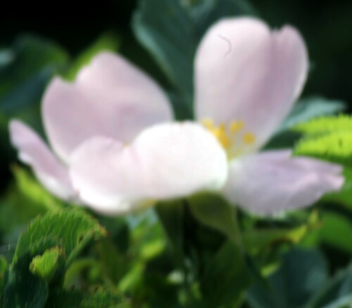 heckenrose-rosa-corymbifera-borkh-18979.jpeg