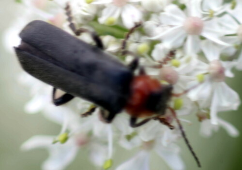gemeiner-weichkafer-cantharis--18974.jpeg