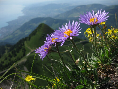alpenaster-20091aa0baebc59af5ff0.jpeg