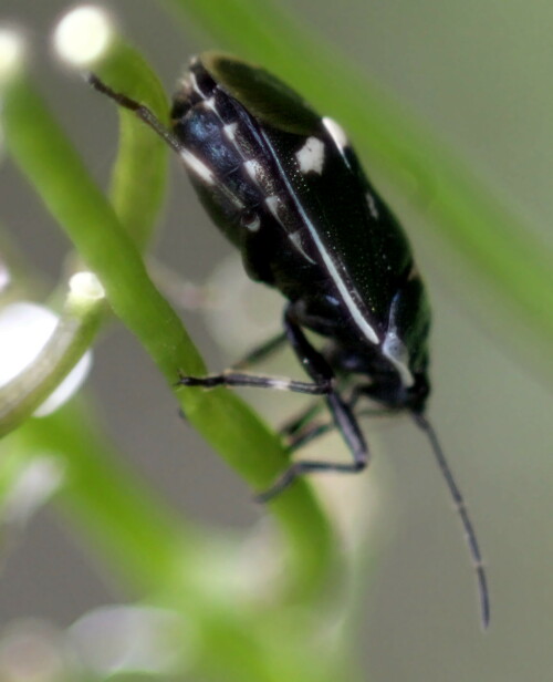 kohlwanze-eurydema-oleraceum-l-1758-19052.jpeg