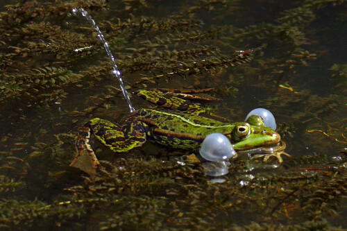 pinkelnder-frosch-19219.jpeg
