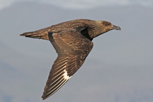 skua-19585.jpeg