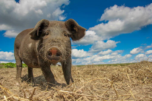 gluckliches-weideschwein-1998302059da9e2ae1239.jpeg