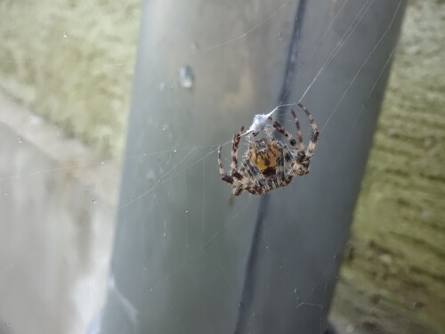 spinne-spinntihre-beute-ein-19302.jpeg