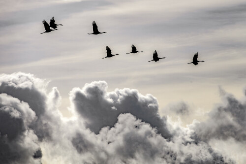 kraniche-uber-den-wolken-19676.jpeg