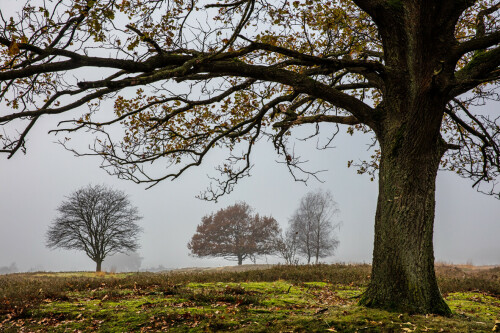 herbststimmung-19811.jpeg