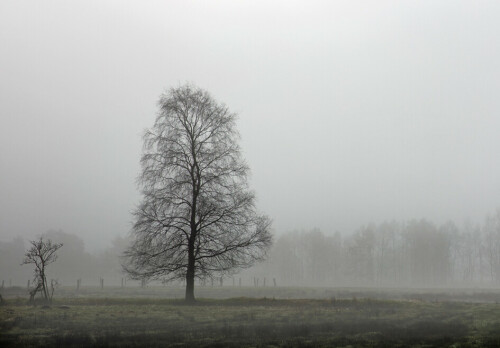 nebel-im-pietzmoor-19812.jpeg