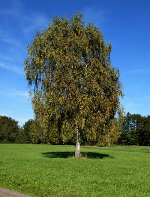 birke-im-herbstkleid-20095.jpeg