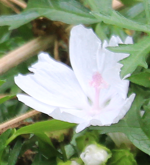Wohl eine Züchtung der Moschus-Malve
https://de.wikipedia.org/wiki/Moschus-Malve
http://www.pflanzmich.de/produkt/65224/moschus-malve-weiss.html

Aufnameort: Eiershausen Garten
Kamera: Canon EOS 700D