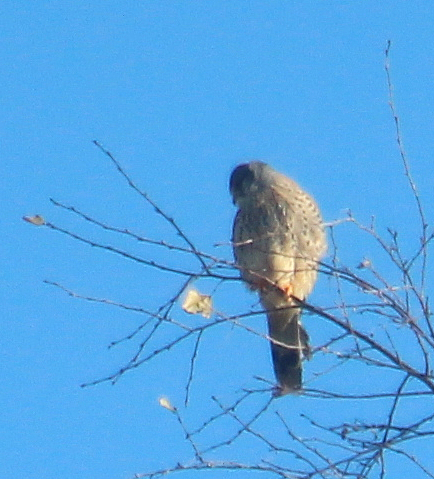 Der Turmfalke gilt als häufigster Falke in Mitteleuropa.
https://de.wikipedia.org/wiki/Turmfalke

Aufnameort: Hirzenhain Bahnhof im Süden
Kamera: Canon EOS 700D