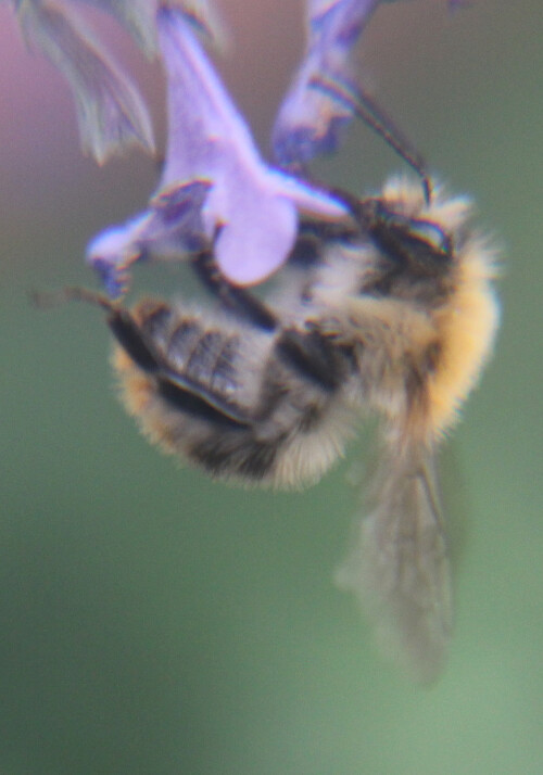 ackerhummel-bombus-pascuorum-s-17893.jpeg