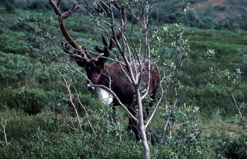 alaska-rentier-2619a37d2ba5f4f0be7.jpeg