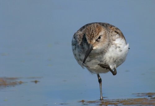 alpenstrandlaufer-calidris-alpina-2753a492f719438321a1.jpeg