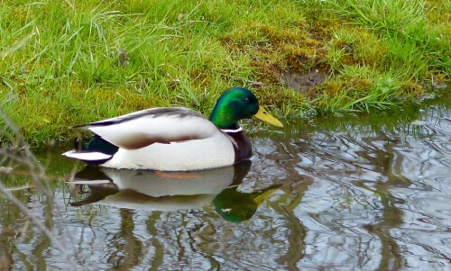 am-gartebteich-2-13967.jpeg