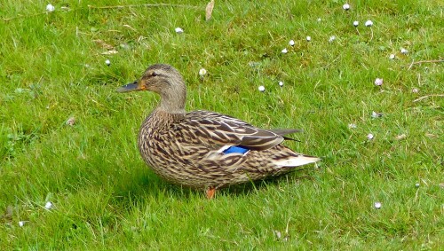 am-gartenteich-3-13968.jpeg