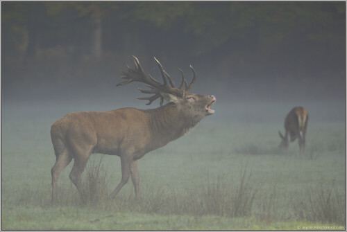 auf-der-lichtung-rothirsch-cervus-elaphus-5154bef6475b7b24376d.jpeg