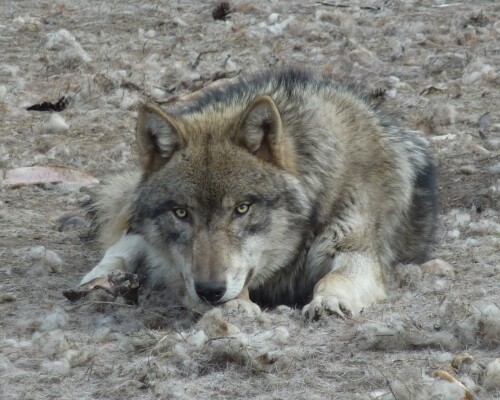 aufmerksamer-wolf-5652.jpeg