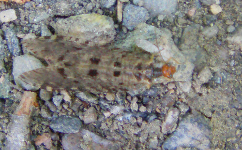 bachhaft-osmylus-fulvicephalus-scop-1763-11539.jpeg