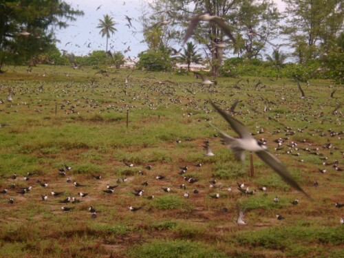 bird-colony-13667fe5b4bee869bd1.jpeg