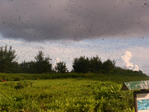 bird-island-vogelkolonie-154d6b50870f76b5539.jpeg