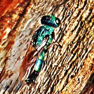 blaue-goldwespe-tri-chrysis-cyanea-l-1758-01-19624.jpeg