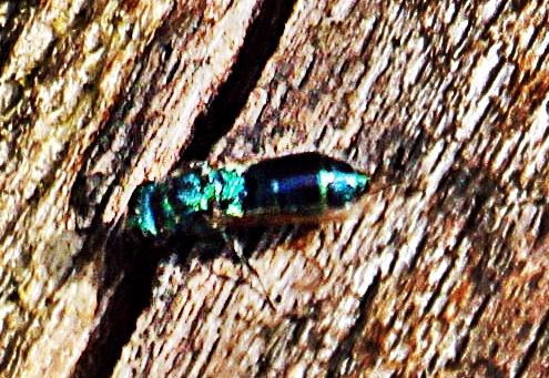 Die Blaue Goldwespe gehört zur Familie der Goldwespen(Chrysididae).
https://de.wikipedia.org/wiki/Blaue_Goldwespe

Aufnameort: Eiershausen Waldrand des Hirschbergwaldes
Kamera: Canon EOS 1300D