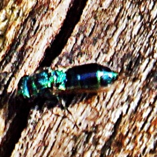 blaue-goldwespe-tri-chrysis-cyanea-l-1758-19623.jpeg