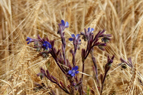 blauer-steinsame-16670.jpeg