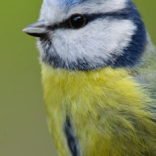blaumeise-6899.jpeg