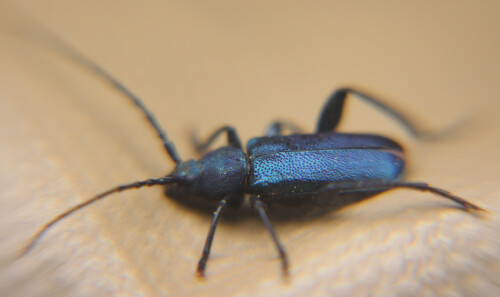 blauvioletter-scheibenbock-cal-17267.jpeg