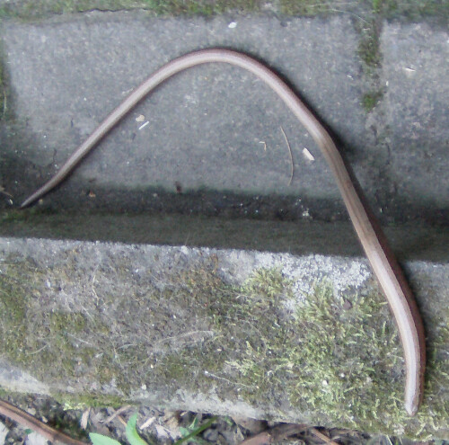blindschleiche-anguis-fragilis-l-1758-11435.jpeg