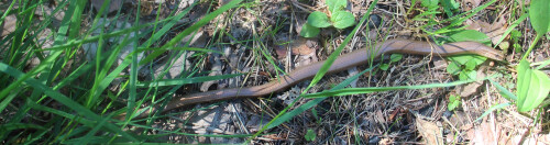 blindschleiche-anguis-fragilis-l-1758-17829.jpeg