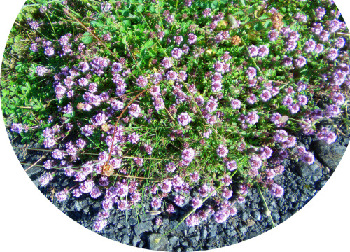 breitblattriger-thymian-thymus-pulegioides-l-12679.jpeg