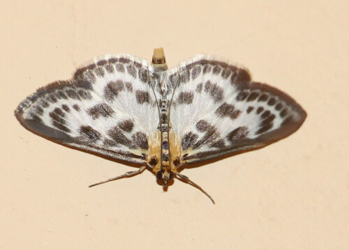 brennnesselzunsler-eurrhypara-hortulata-l-1758-14109.jpeg