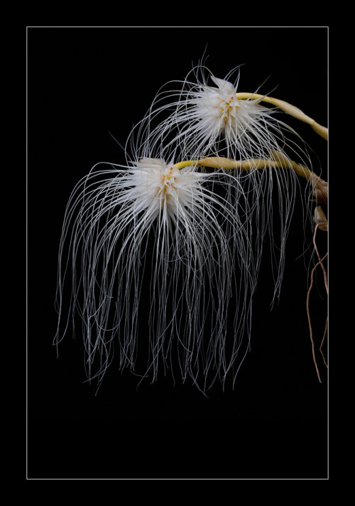 bulbophyllum-madusae-4251ba96a0a27686c50.jpeg