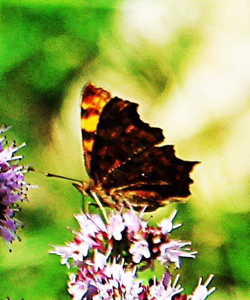 Ein Tagfalter, der zu den Edelfaltern(Nymphalidae) gehört.
Der C-Falter kommt in Asien, Japan und Nordafrika vor.
Ferner ist er in Europa bis etwa zum 66 nördlichen Breitengrad vertreten.
https://de.wikipedia.org/wiki/C-Falter

Aufnameort: Eiershausen Garten
Kamera: Canon EOS 1300D