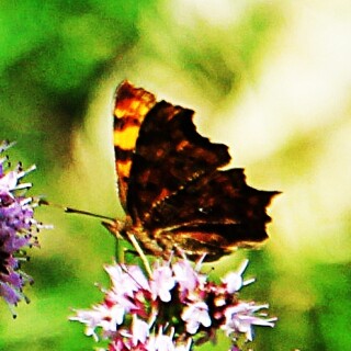 c-falter-polygonia-c-album-l-1758-19169.jpeg