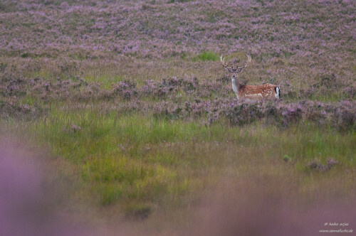damhirsch-in-heideflache-6356.jpeg