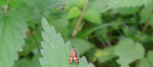 degeers-langfuhler-nemophora-degeerella-mannchen-10890.jpeg