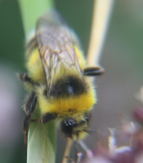 drohne-der-hellen-erdhummel-bombus-lucorum-l-1761-17709.jpeg