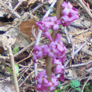 echter-seidelbast-daphne-mezereum-l-11640.jpeg