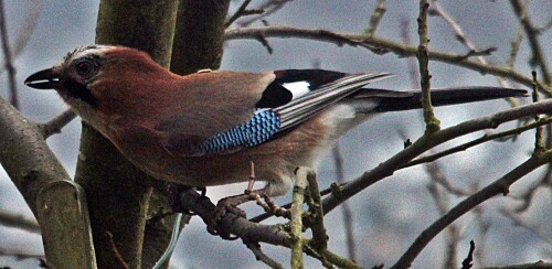 eichelhaher-garrulus-glandariu-20000.jpeg