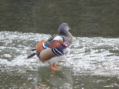 enten-auf-eis-18428.jpeg