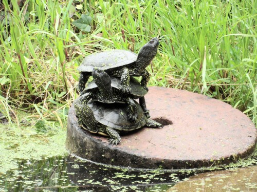 europaische-sumpfschildkroten-13833394fdc96d9ba061c.jpeg