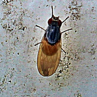 faulfliege-minettia-lupulina-19616.jpeg